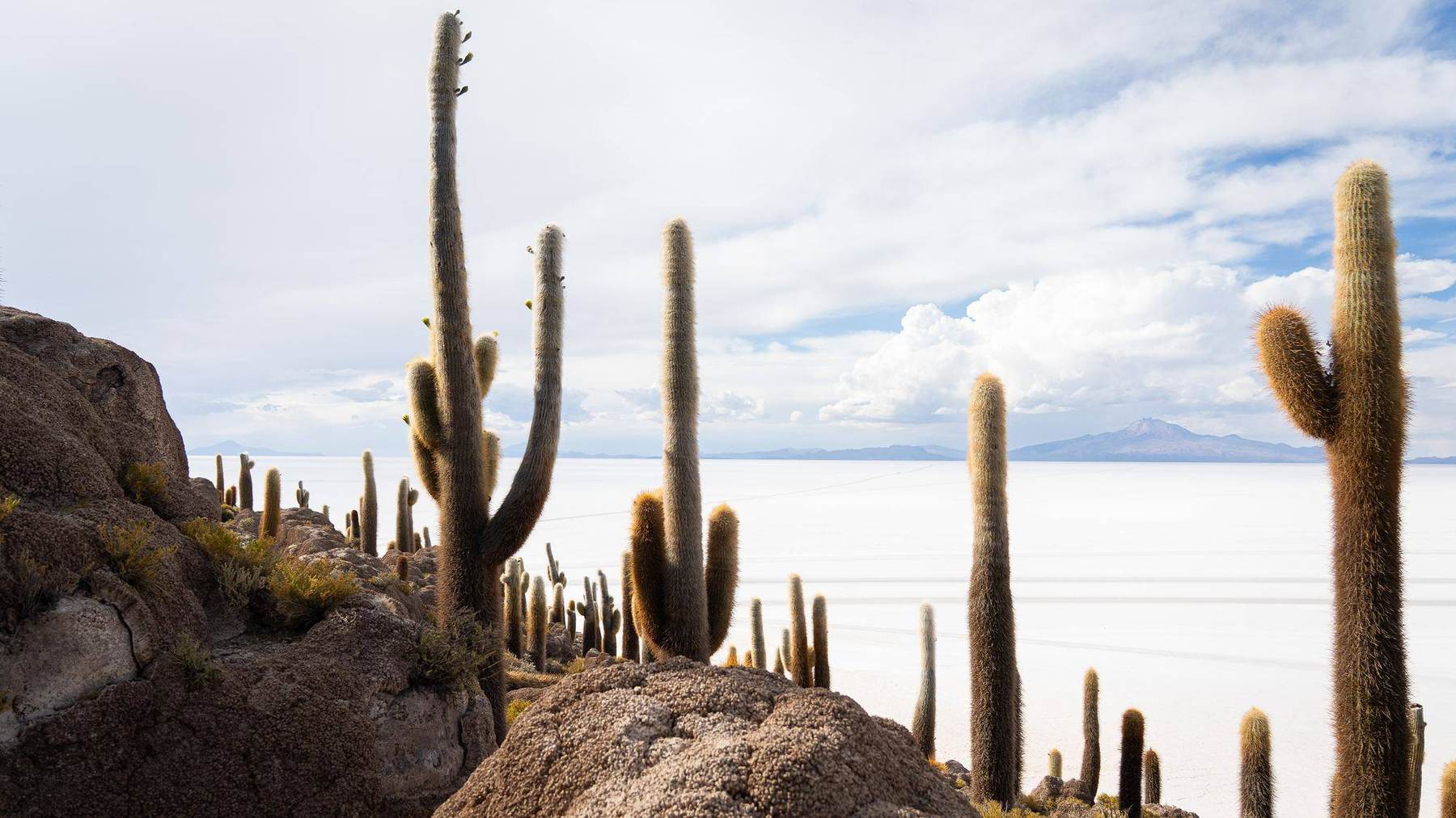 Kakteen auf der Isla Incahuasi vor dem Salar de Uyuni