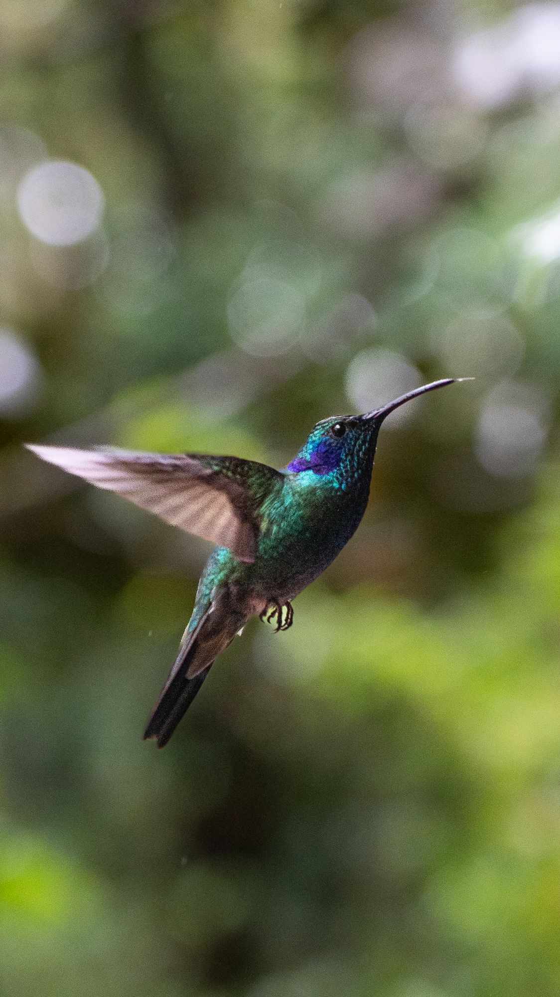 Kolibri im Flug vor grünem Regenwald-Hintergrund
